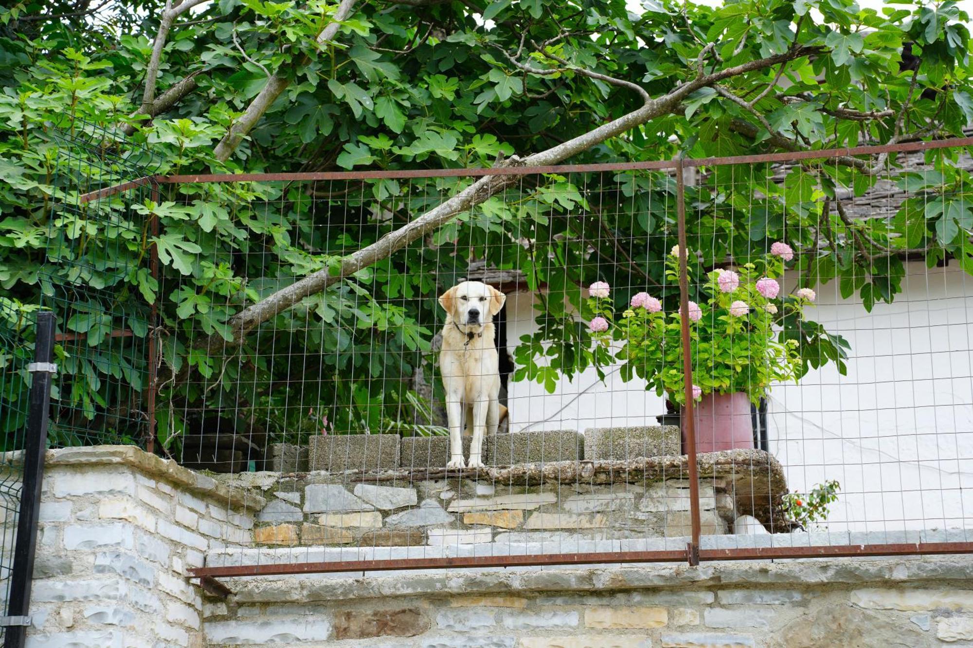Castlefront Villa Gjirokastër Exteriör bild